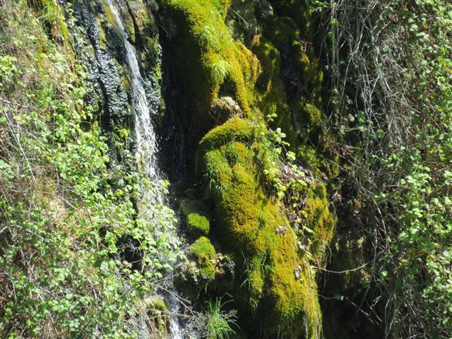Beyond Flowers at Butchart Gardens north of Victoria, BC ( 27 of 28) (#0826)