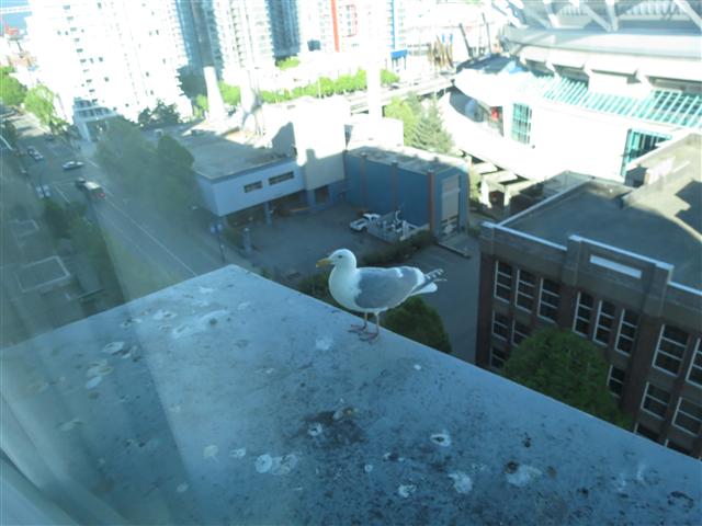Hotel room and seagull visitors ( 3 of 3) (#0836)