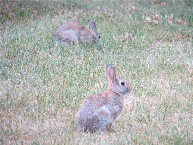 President Hoover Scenes from the Grounds 8 of 9 (#1331)
