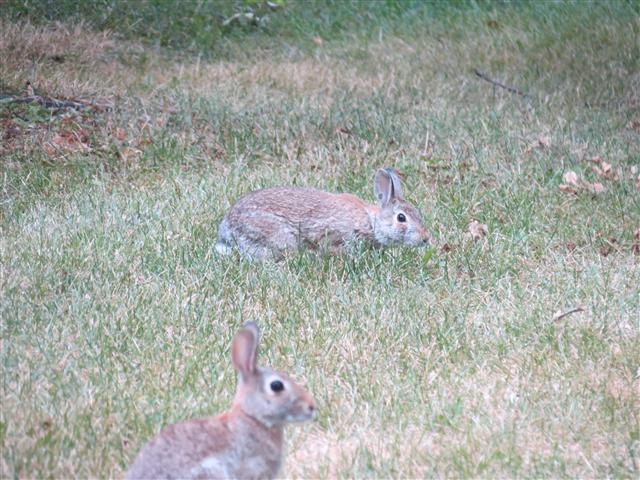 President Hoover Scenes from the Grounds 9 of 9 (#1332)
