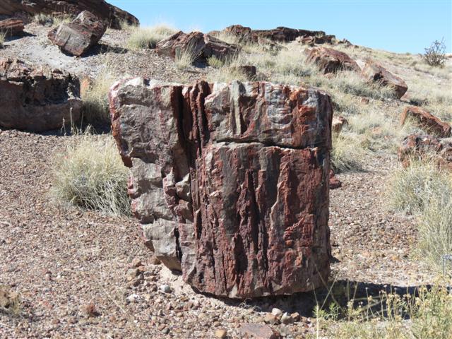 Petrified Forest N.P. near south entrance ( 4 of 9) (#1484)