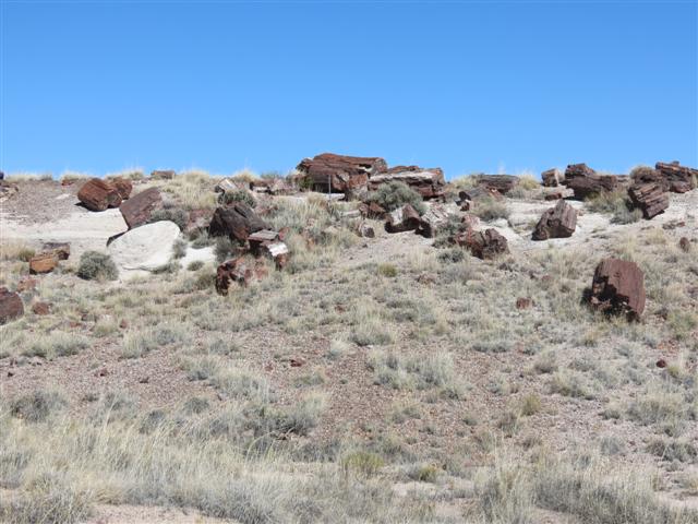 Petrified Forest N.P. near south entrance ( 6 of 9) (#1486)