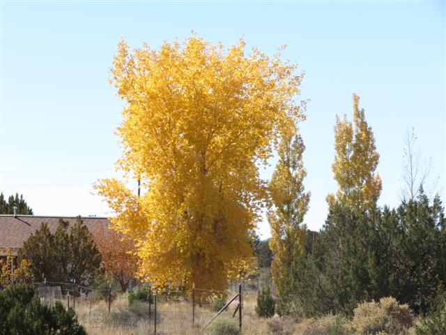 colorful aspen trees in the White Mountains of Arizona ( 1 of 5) (#1498)