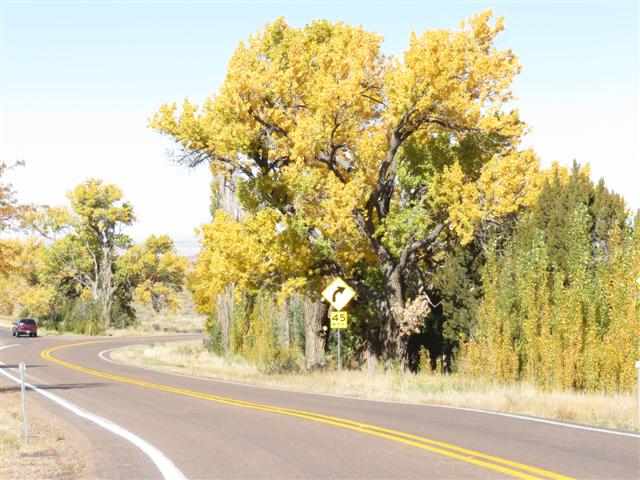 colorful aspen trees in the White Mountains of Arizona ( 2 of 5) (#1499)