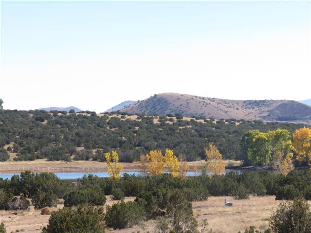 colorful aspen trees in the White Mountains of Arizona ( 3 of 5) (#1502)