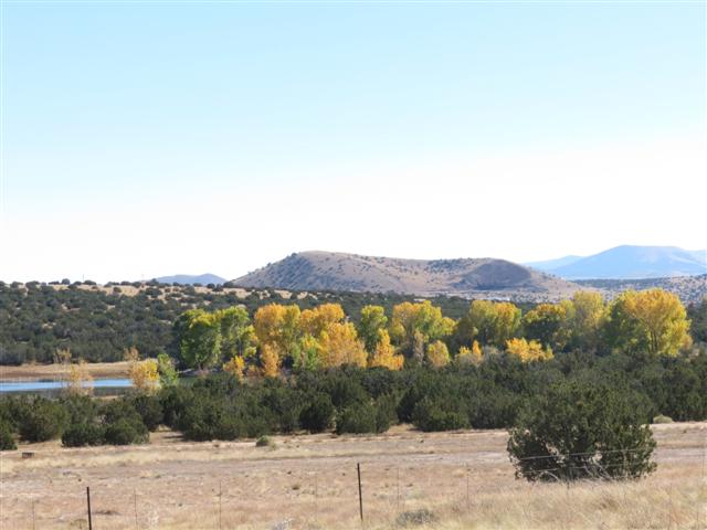 colorful aspen trees in the White Mountains of Arizona ( 4 of 5) (#1503)