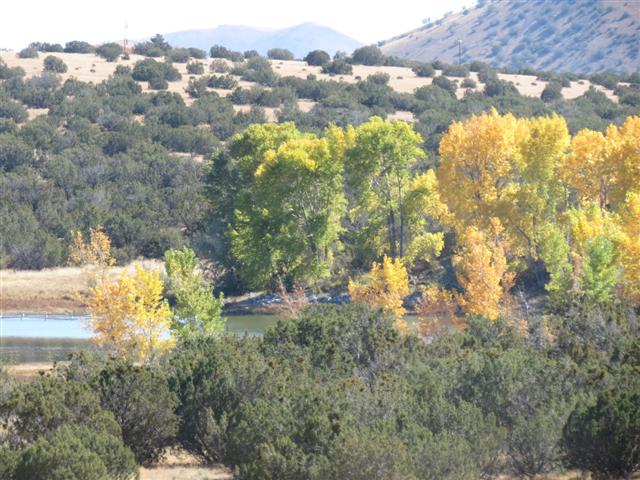 colorful aspen trees in the White Mountains of Arizona ( 5 of 5) (#1504)