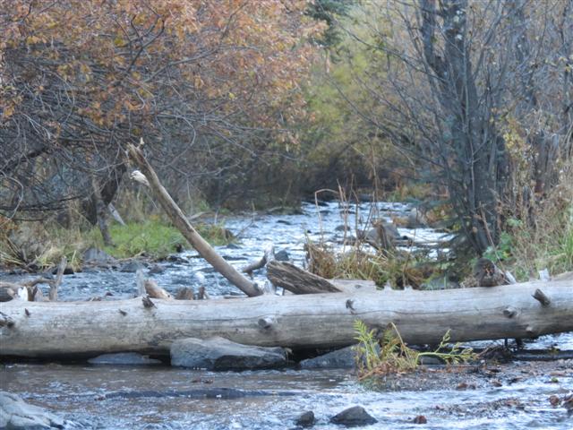 Little Colorado River near Greer AZ ( 3 of 5) (#1508)