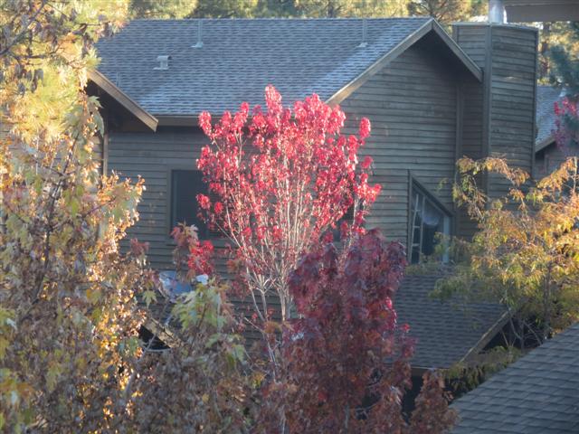 Pinetop AZ, scenes aroound the home of Diana and John ( 1 of 6) (#1511)