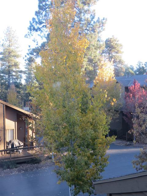 Pinetop AZ, scenes aroound the home of Diana and John ( 3 of 6) (#1513)