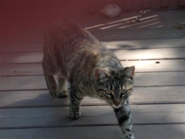 Neighbor cat of brother Doug 1 of 1 (#0189)