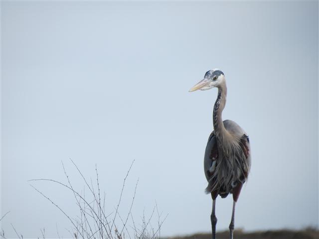 Blue heron on Naval Base in San Diego  1 of 2 (#2202)
