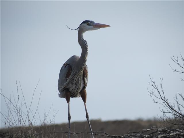 Blue heron on Naval Base in San Diego  2 of 2 (#2203)