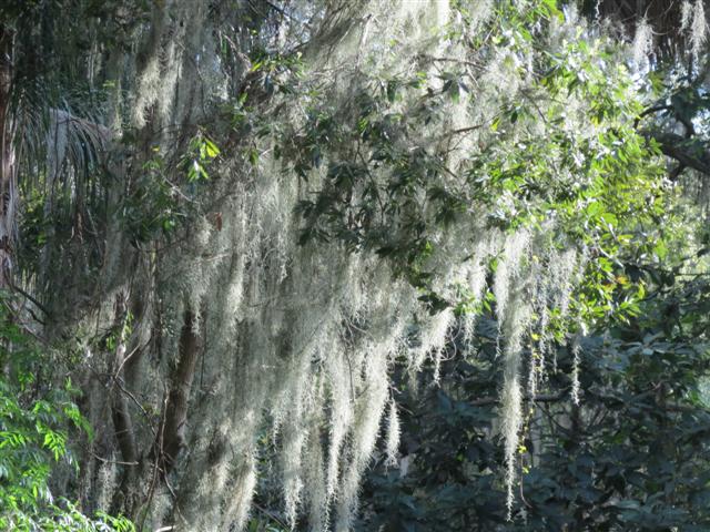 Sights from the Scenic Boat Tour in WInter Park - Plants scenes 1 of 8 (#2232)