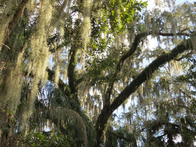 Sights from the Scenic Boat Tour in WInter Park - Plants scenes 2 of 8 (#2234)