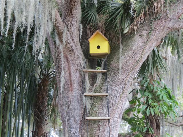 Sights from the Scenic Boat Tour in WInter Park - Plants scenes 3 of 8 (#2235)