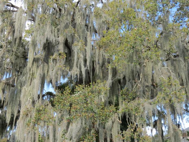 Sights from the Scenic Boat Tour in WInter Park - Plants scenes 4 of 8 (#2244)