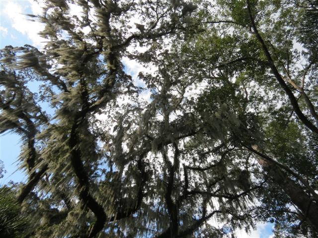 Sights from the Scenic Boat Tour in WInter Park - Plants scenes 5 of 8 (#2245)