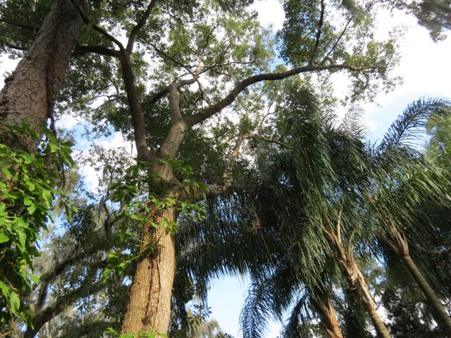 Sights from the Scenic Boat Tour in WInter Park - Plants scenes 6 of 8 (#2246)