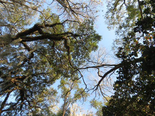 Sights from the Scenic Boat Tour in WInter Park - Plants scenes 7 of 8 (#2256)