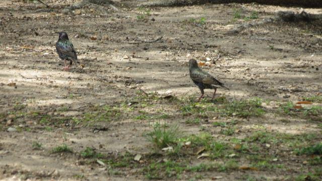Birds at President Johnson Library in Austin  1 of 2 (#2349)