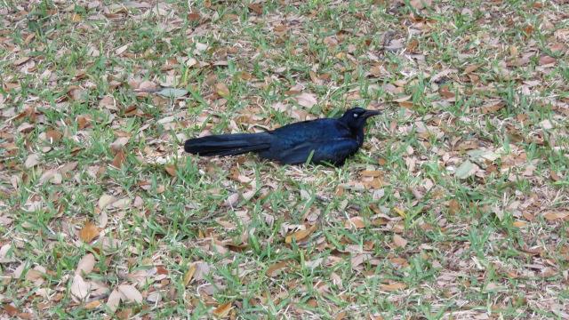  A really noisy bird at the Texas State Capitol in Austin ( 1 of 1) (#2390)