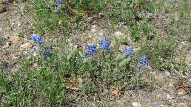Wildflowers along highway east of Austin 1 of 3 (#2395)