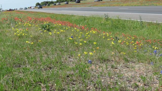 Wildflowers along highway east of Austin 2 of 3 (#2396)