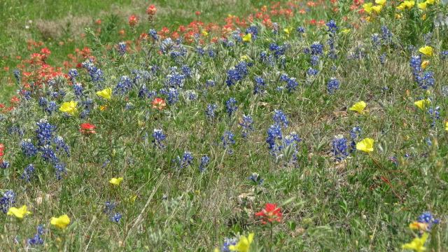 Wildflowers along highway east of Austin 3 of 3 (#2397)