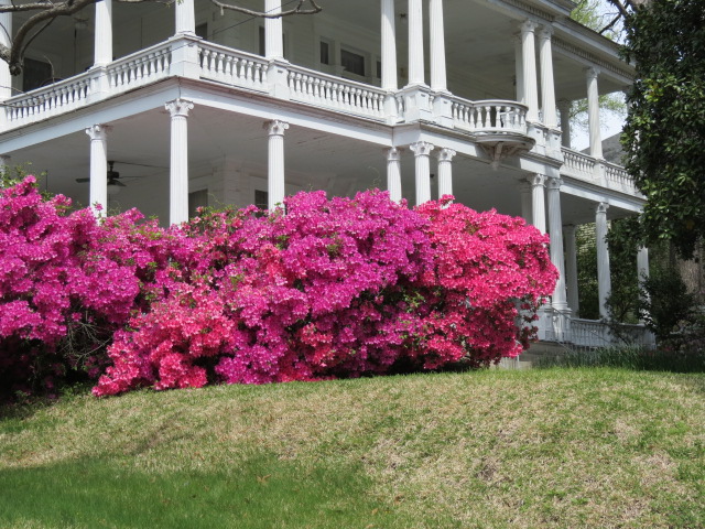  Flowering bushes in Jackson ( 1 of 3) (#2430)