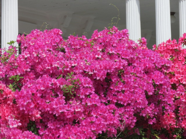  Flowering bushes in Jackson ( 2 of 3) (#2431)