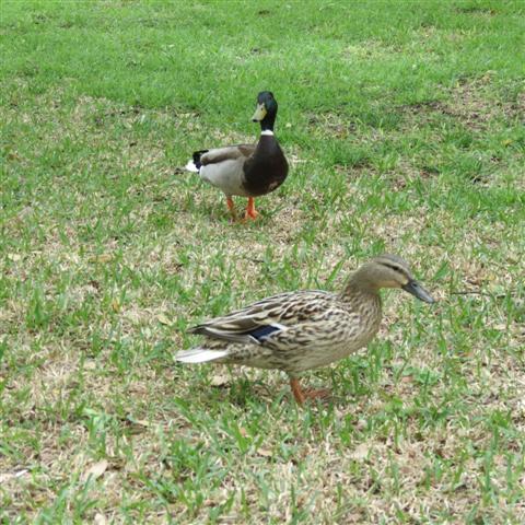 Flippen Park near Southern Methodist University campus in Dallas 1 of 16 (#2480)