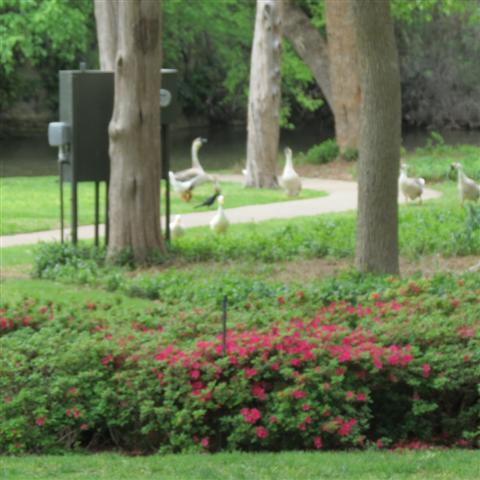 Flippen Park near Southern Methodist University campus in Dallas 3 of 16 (#2482)