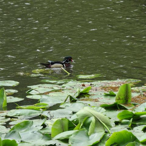 Flippen Park near Southern Methodist University campus in Dallas 8 of 16 (#2487)
