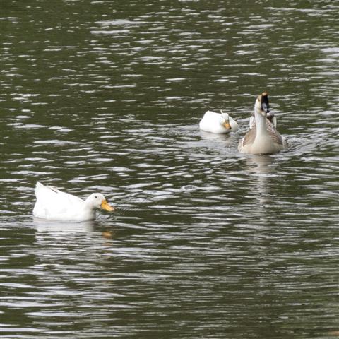Flippen Park near Southern Methodist University campus in Dallas 9 of 16 (#2488)