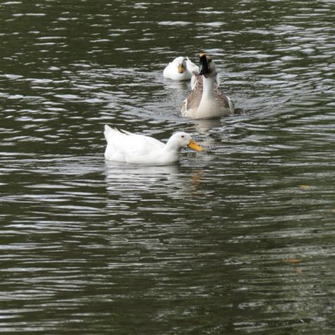 Flippen Park near Southern Methodist University campus in Dallas 10 of 16 (#2489)