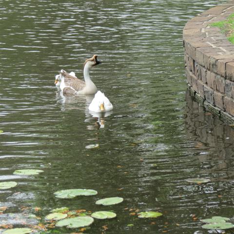 Flippen Park near Southern Methodist University campus in Dallas 12 of 16 (#2491)