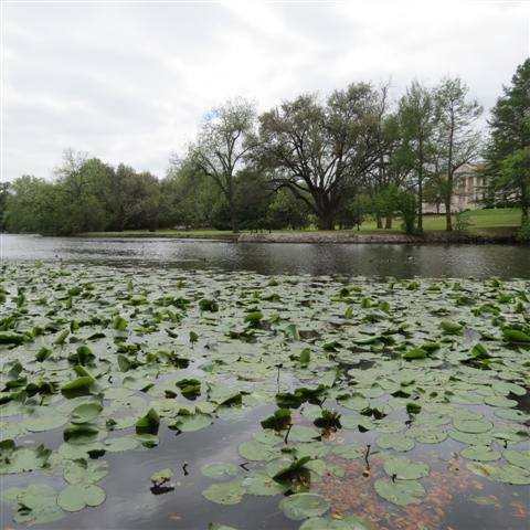 Flippen Park near Southern Methodist University campus in Dallas 13 of 16 (#2492)