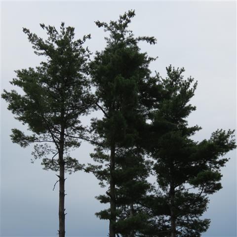 Site of the 115th Reunion of the Searles of Ohio  5 of 7 (#2760)