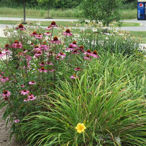 Site of the 115th Reunion of the Searles of Ohio  6 of 7 (#2761)