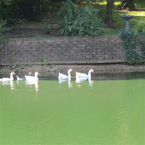 Campbells Pond (#2889)