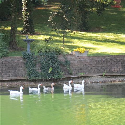 Campbells Pond (#2890)