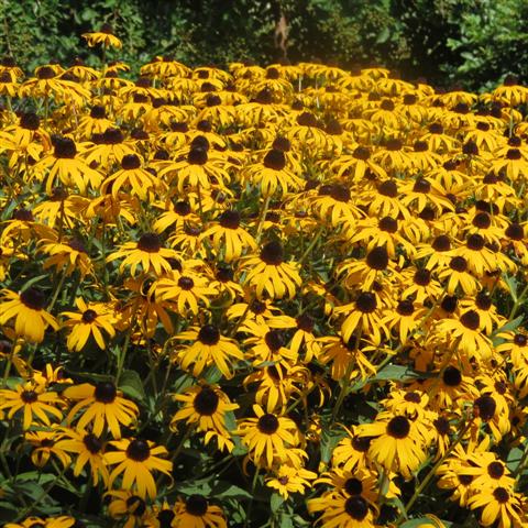 Memphis Botanical Gardens  4 of 34 (#2937)