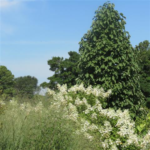 Memphis Botanical Gardens  6 of 34 (#2939)