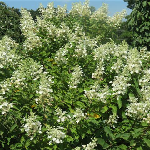 Memphis Botanical Gardens  7 of 34 (#2940)