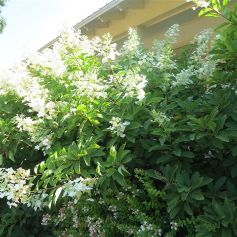 Memphis Botanical Gardens  9 of 34 (#2942)