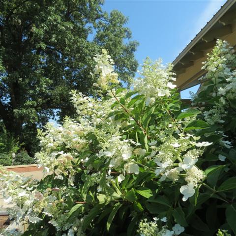 Memphis Botanical Gardens 10 of 34 (#2943)