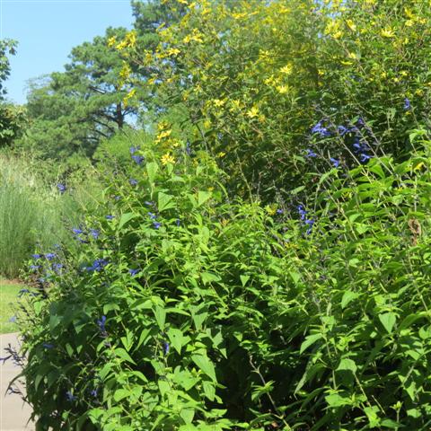 Memphis Botanical Gardens 11 of 34 (#2944)