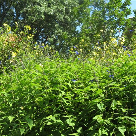 Memphis Botanical Gardens 12 of 34 (#2945)