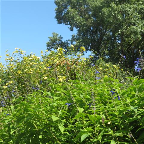 Memphis Botanical Gardens 13 of 34 (#2946)